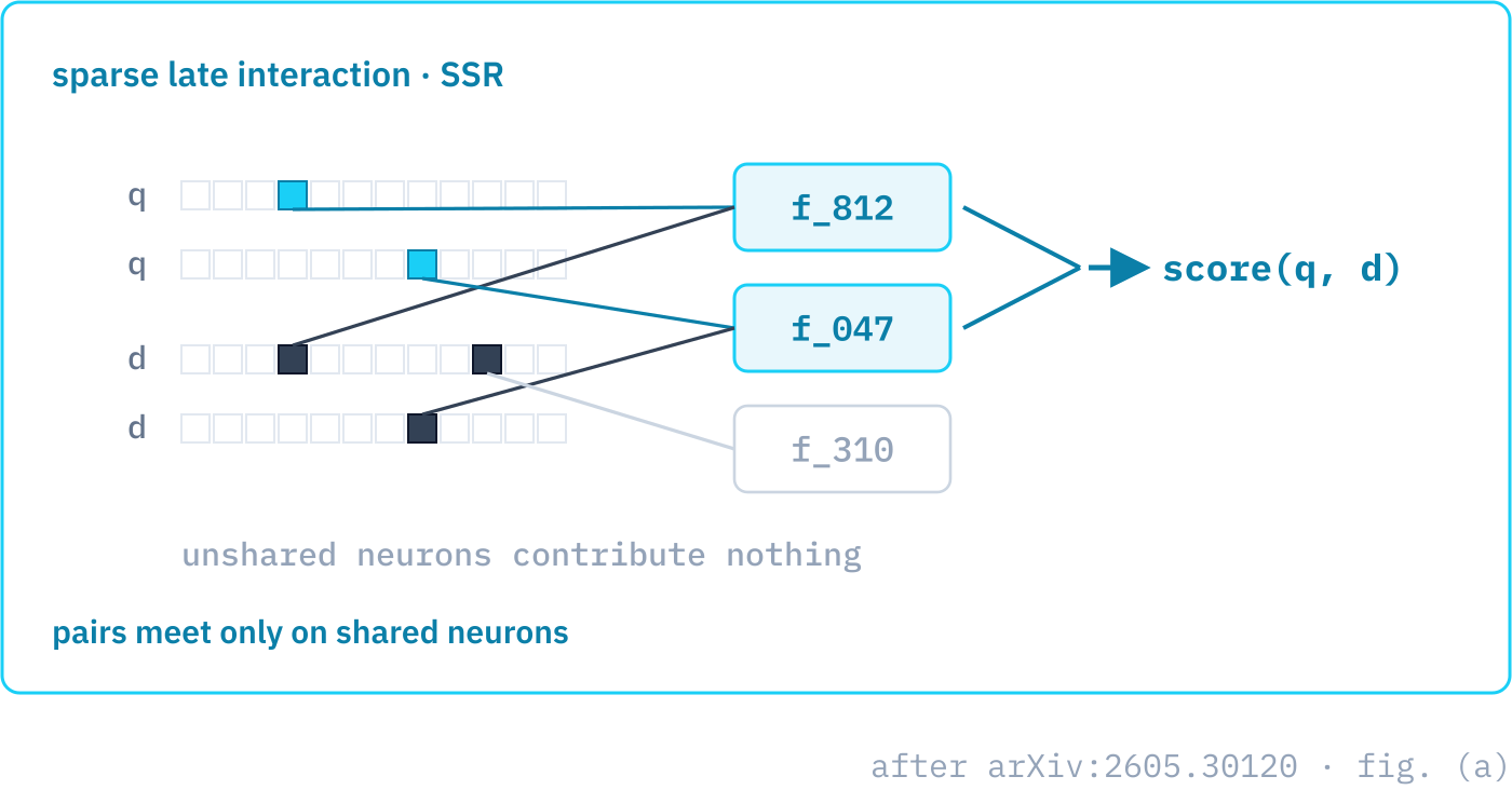 Sparse late interaction: query and document token vectors are projected into a sparse neuron space, and only shared neurons contribute to the score